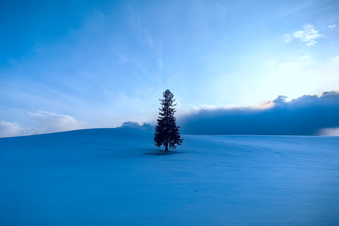 北海道美瑛-七星樹.聖誕樹.雪景